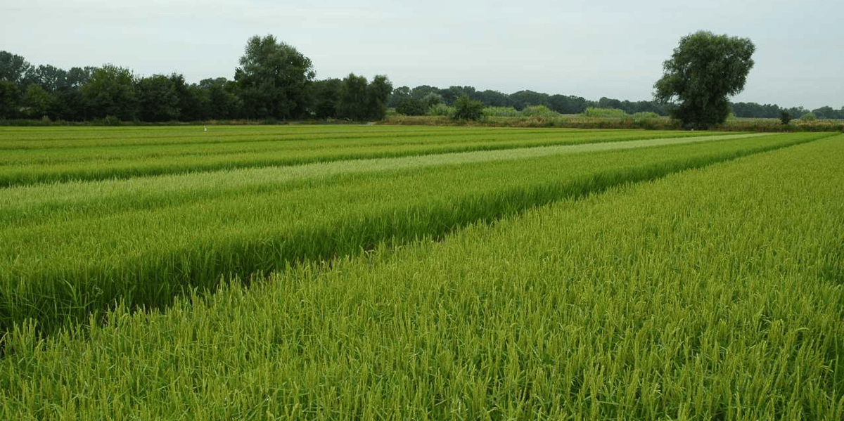 La filière rizicole de Camargue, dont les exploitations sont basées dans le Gard, les Bouches du Rhône et un peu l'Aude, produit 20% de la consommation française de riz.