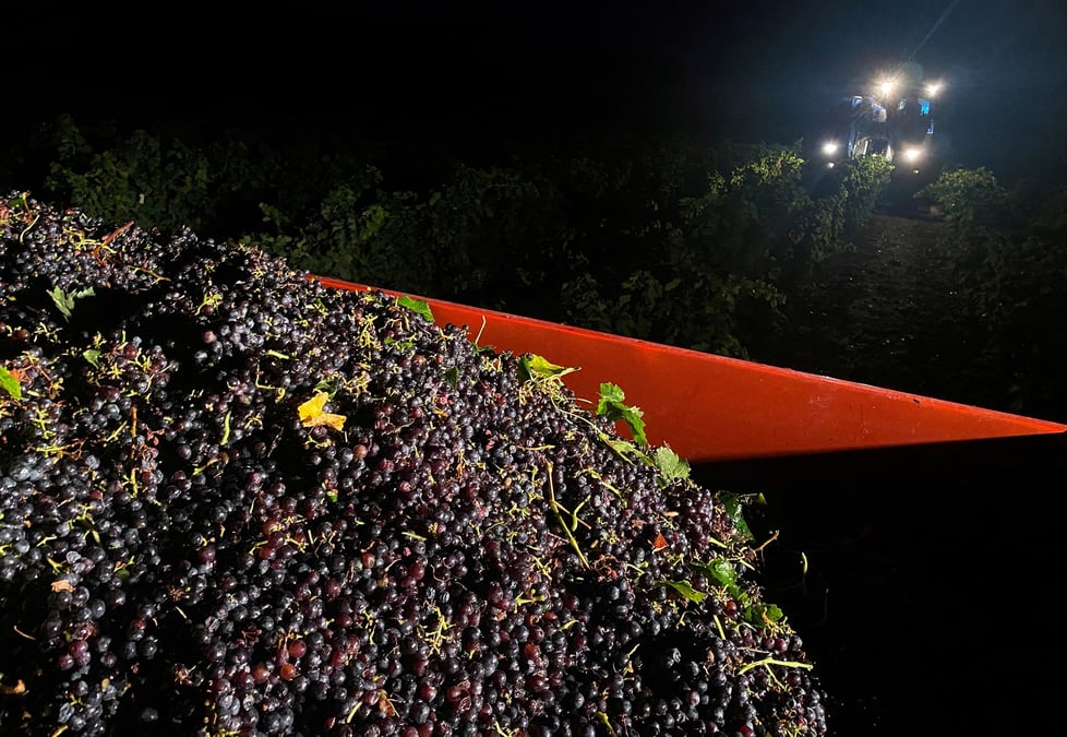 La canicule oblige les viticulteurs francais a vendanger de nuit en ardeche