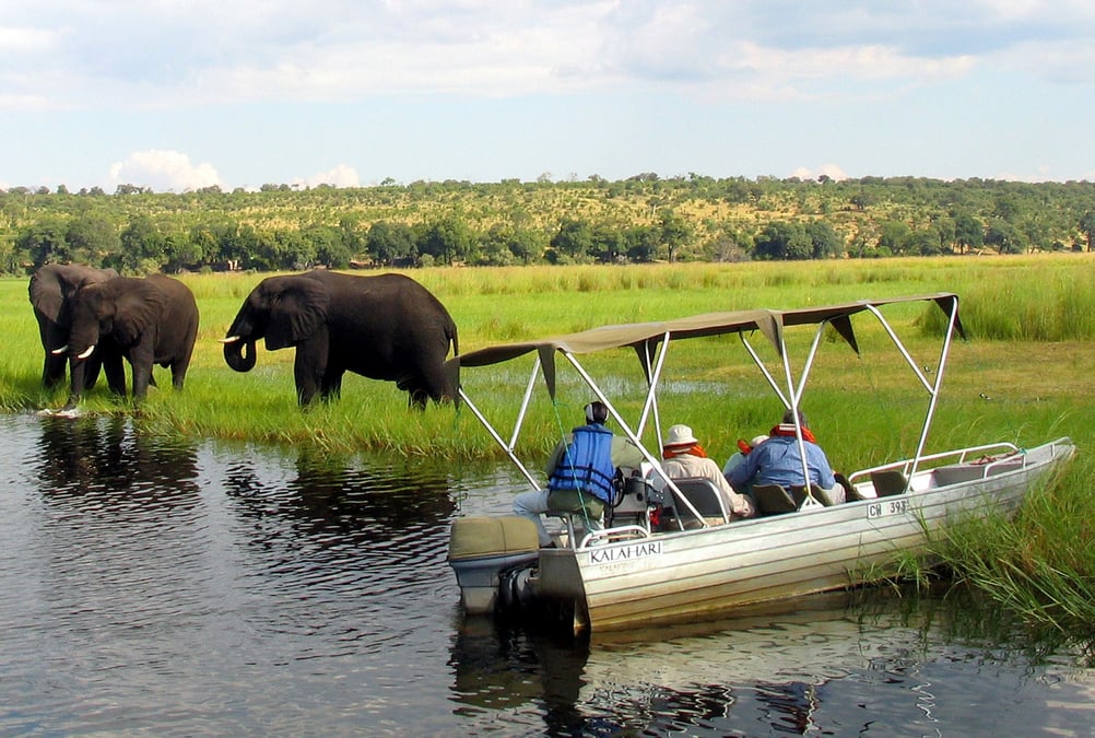 Elephants