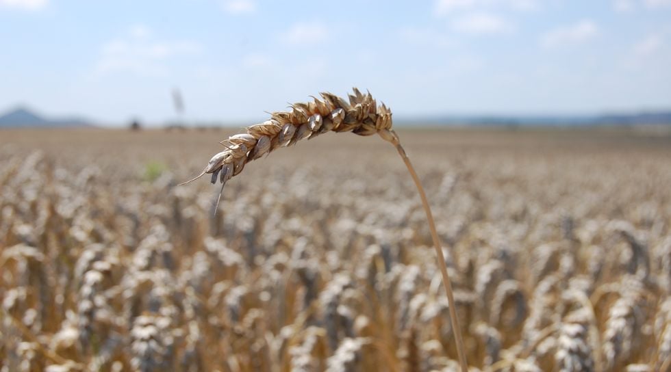 Baisse céréales