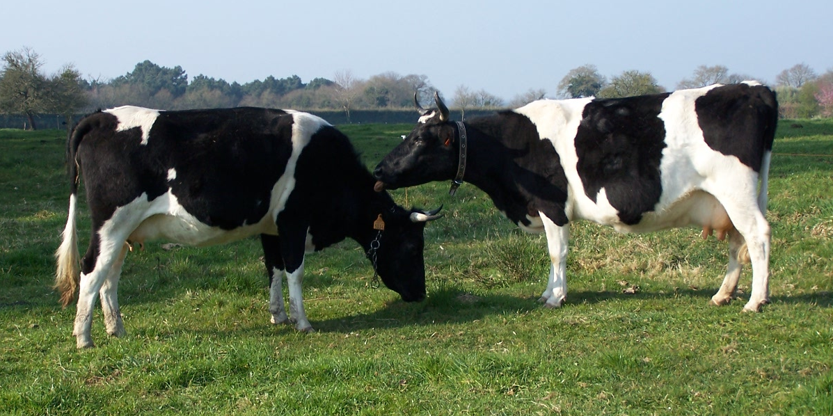 "Avant même de savoir si on les réintroduit en Europe, on est prêt à rouvrir notre marché à des viandes issues d'animaux nourris avec des farines animales", s'alarme néanmoins Bruno Dufayet, président de la Fédération nationale bovine (FNB), qui dénonce une "incohérence politique terrible".