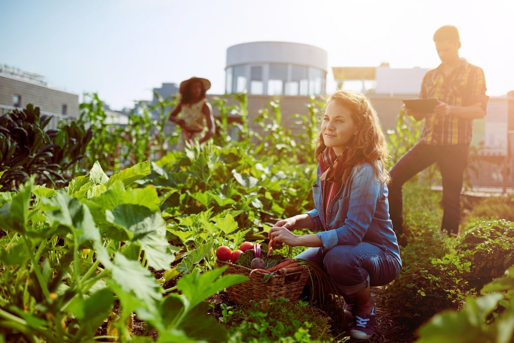 agriculture urbaine