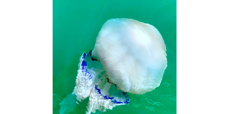 Le projet Medus'Oc vise à étudier la dynamique de prolifération des méduses qui s'accumulent dans les filets de pêche, et à identifier les pistes de valorisation de ces gélatineux.
