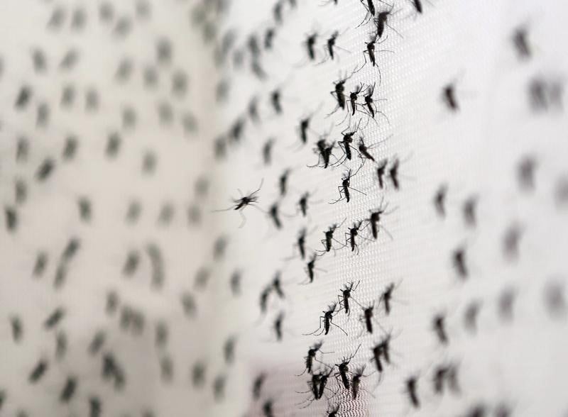 La france restreint les dons du sang en raison de l'epidemie de virus zika 
