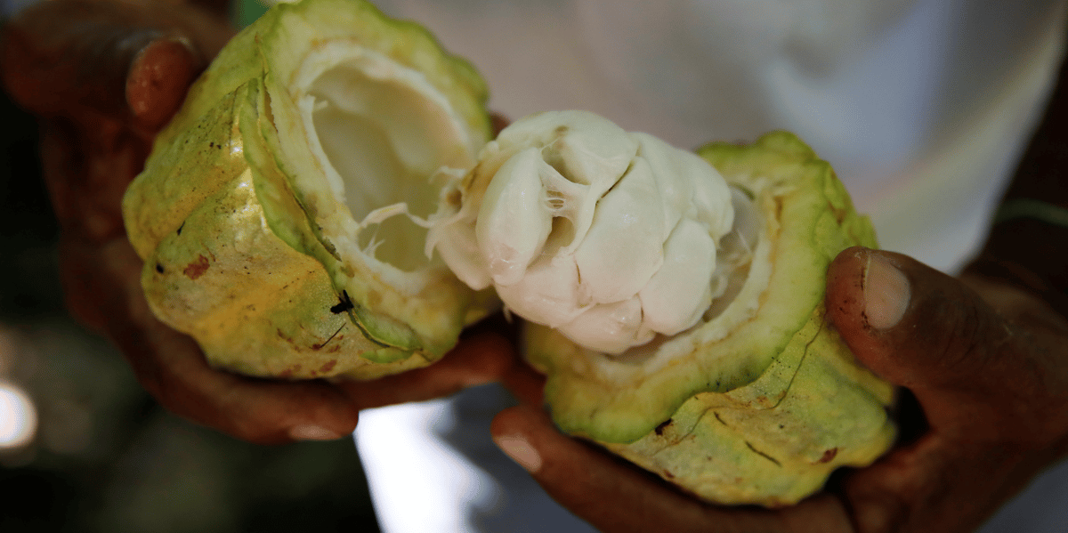 Cacao