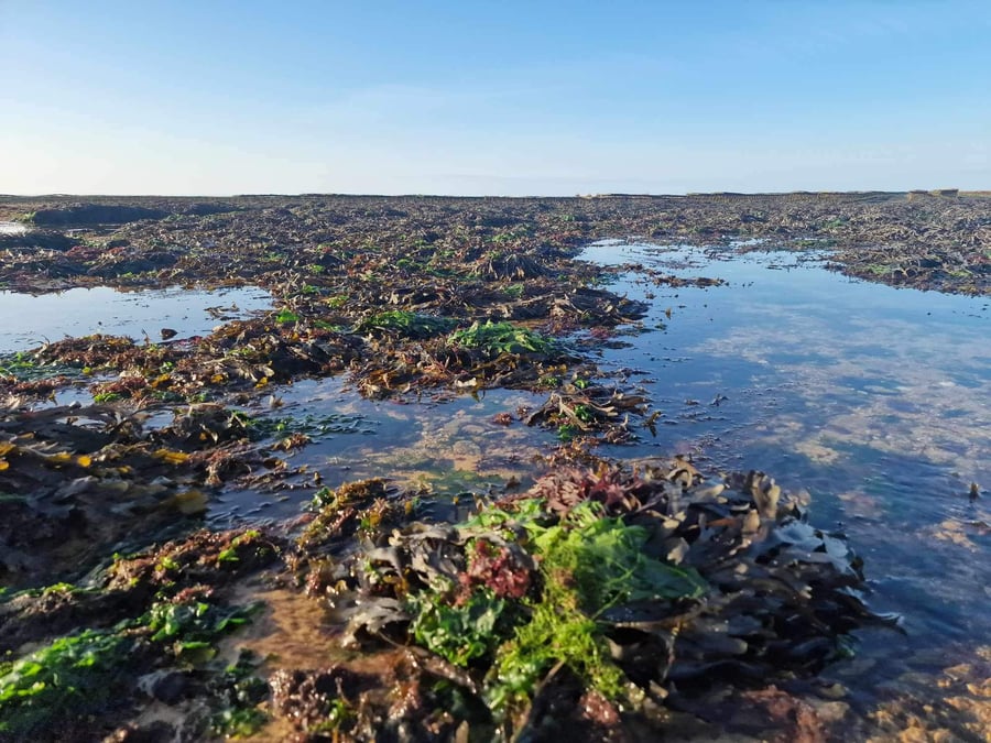 Magma s'est spécialisée dans la culture de macro-algues, celles visibles à l'oeil nu dans la mer.
