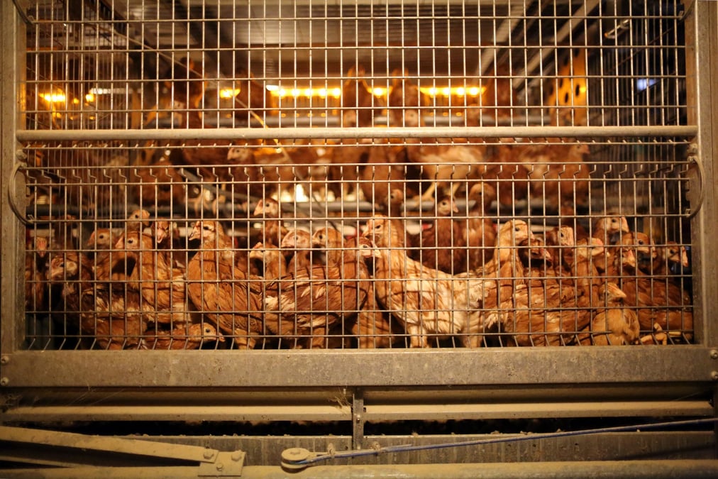 Si aujourd'hui la France est toujours autosuffisante en produits laitiers, elle l'est de moins en moins en viande bovine, et ne l'est plus en viande de volaille, dont 55% de la consommation intérieure est satisfaite par les importations, rappelle le rapport.