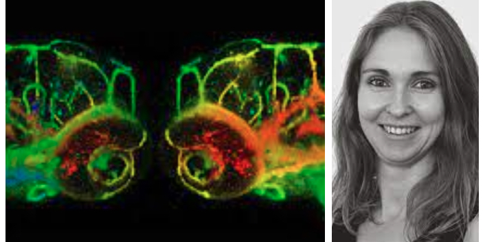 Laura Fontenille est la cofondatrice de la biotech Azelead à Montpellier, qui projette d'utiliser le zebrafish à l'état embryonnaire pour créer un avatar dans lequel reproduire la tumeur cancéreuse d'un patient, suivre son évolution et tester des traitements.