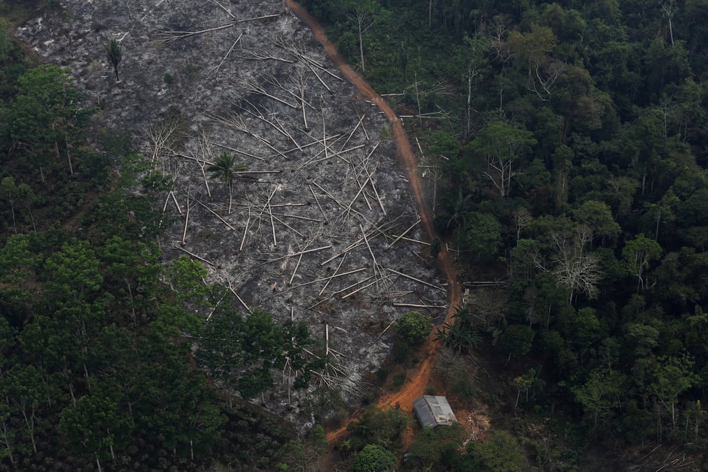 La deforestation au bresil a bondi de 67% depuis janvier