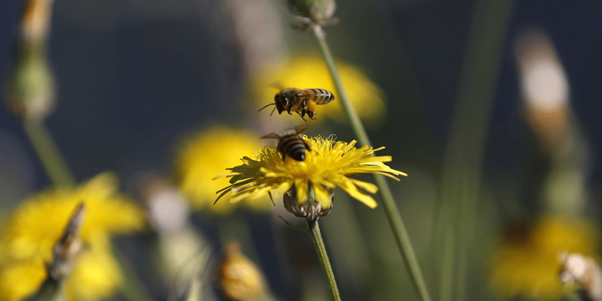 Biodiversité