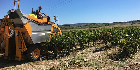 Vendanges