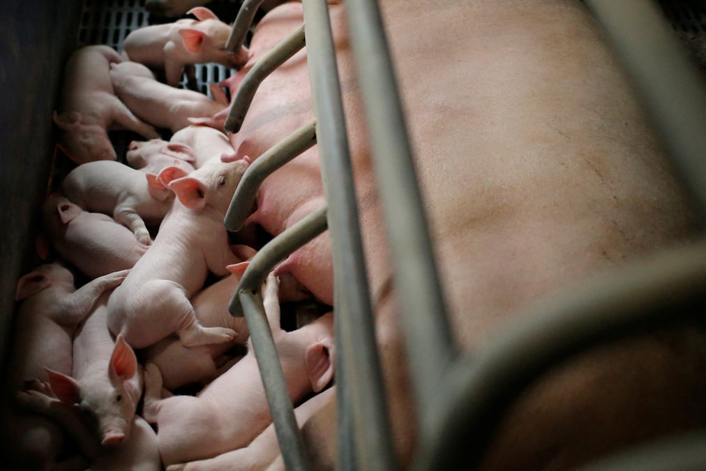 Plan de soutien de 270 millions d'euros pour la filiere porcine
