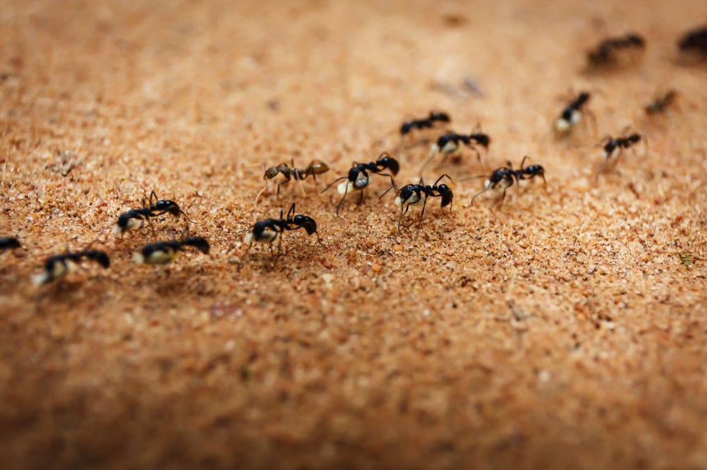 Fourmis