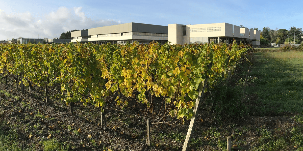 L'Institut Supérieur de la Vigne et du Vin (ISVV) est directement impliqué dans la création de la "Parcelle 52"