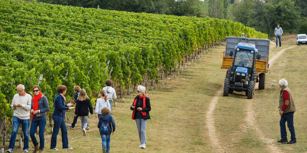 Vendanges Bordeaux