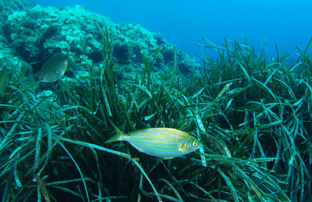 Agence de l'eau, mer