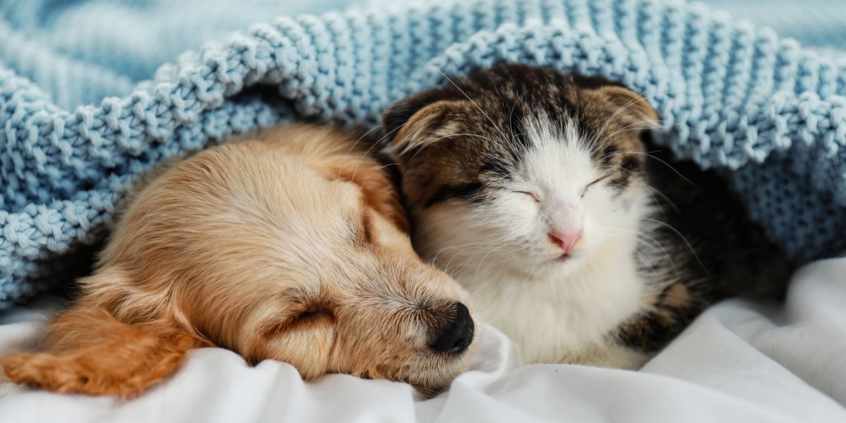 Chien et chat