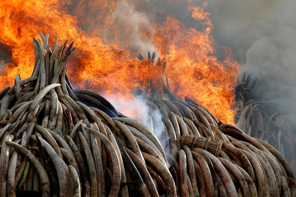 Plus de 100 tonnes d'ivoire detruites au kenya