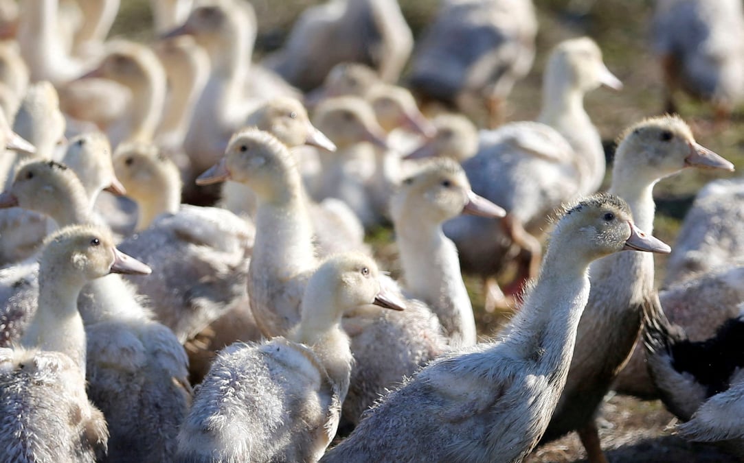 France: un foyer de grippe aviaire identifie en vendee, annonce un groupe industriel