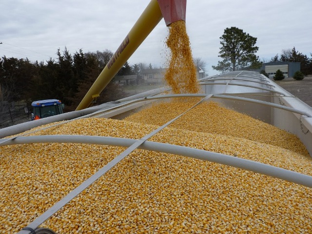 maïs agriculture