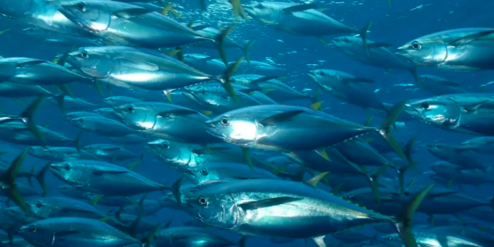 Les poissons jouent un rôle crucial dans le cycle du carbone océanique, contribuant directement à la séquestration de carbone dans l’océan profond.