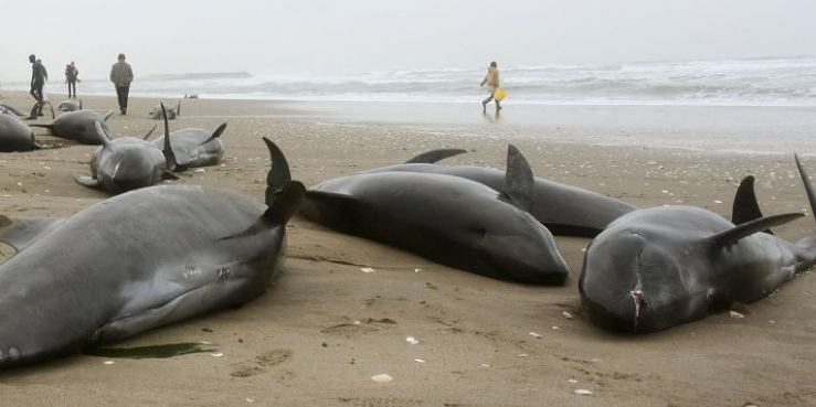 dauphins