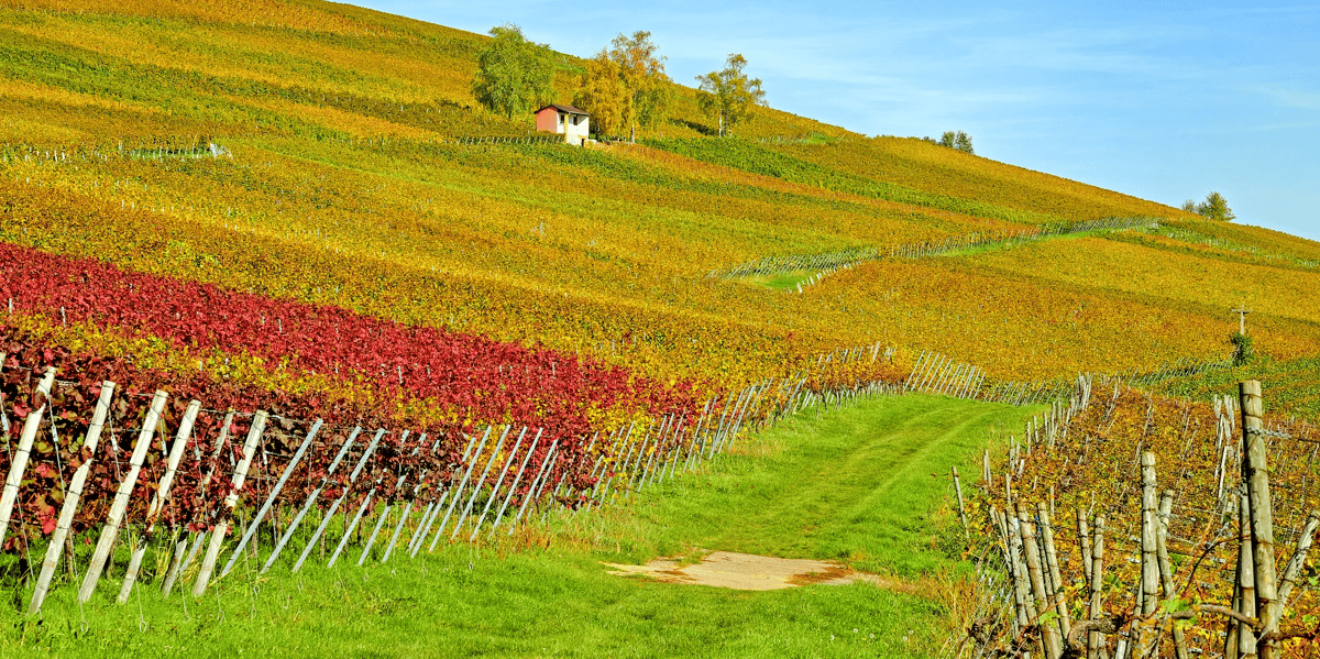 Le gel et la grêle n'ont pas atteint que la vigne.