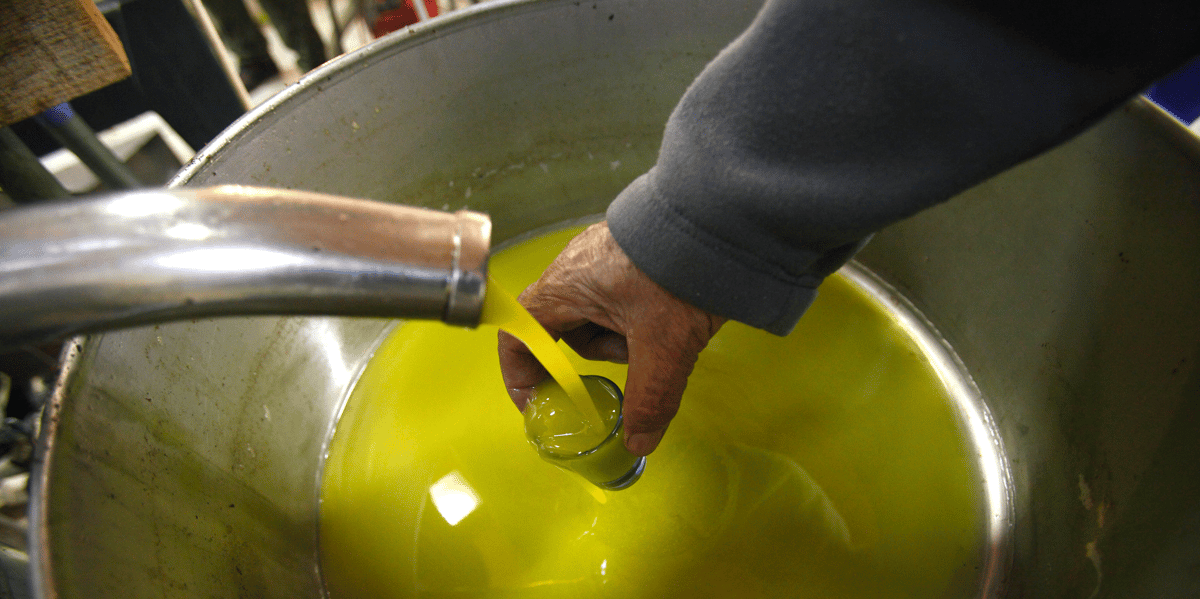 Huile d'olive oléiculture trituration agroalimentaire agro industrie