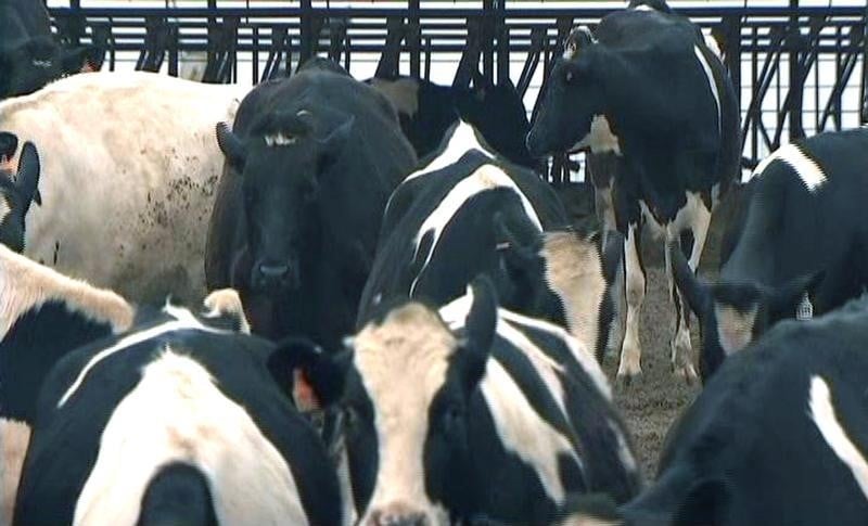 Non-lieu général dans le dossier de la "vache folle"