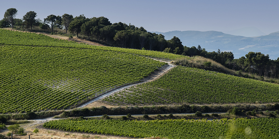 En Sicile, les vendanges ont démarré plus tôt que d'habitude cette année (photo d'illustration).