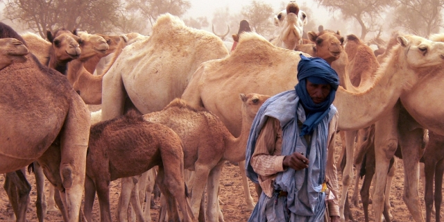 élevage pasteur nomade élevage camelin