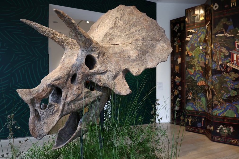 A 68-million-year old skull of a triceratops on auction in paris