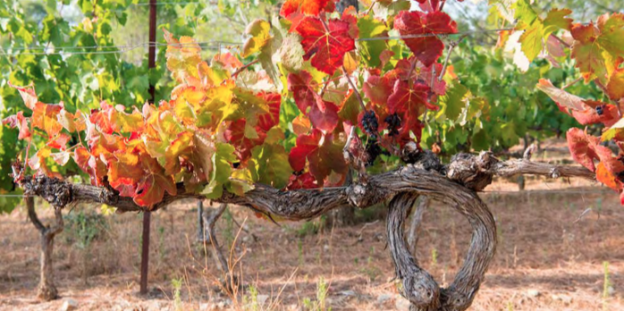 Selon une enquête de France Agrimer, 22.000 hectares de vigne en France seraient concernés par un arrachage temporaire ou définitif, dont 10.000 en Languedoc-Roussillon.
