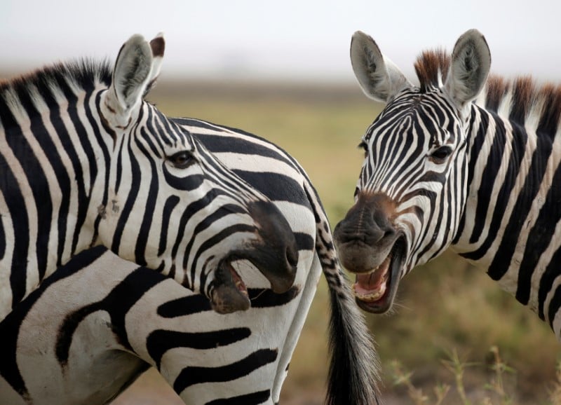 Un rapport souligne le declin alarmant de la biodiversite