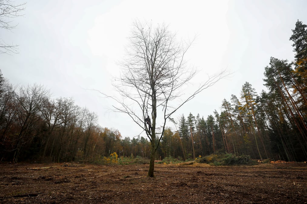 Incendies, secheresse et infestations menacent les forets allemandes
