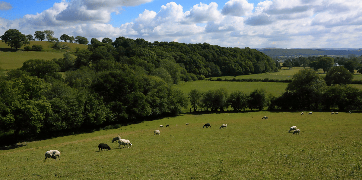 agriculture
