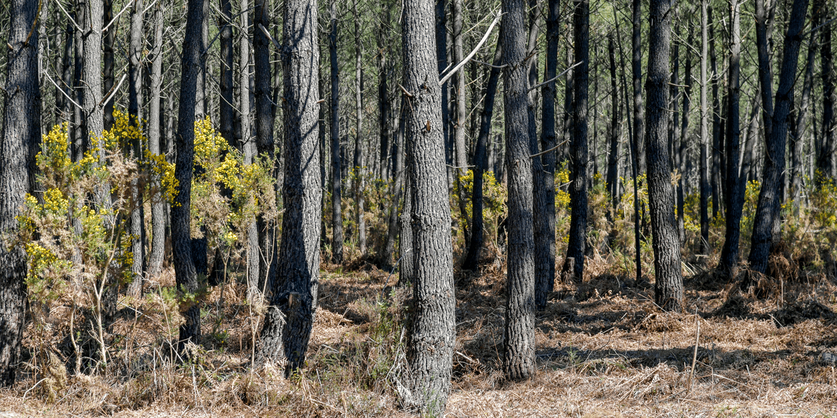 Forêt Médoc Gironde