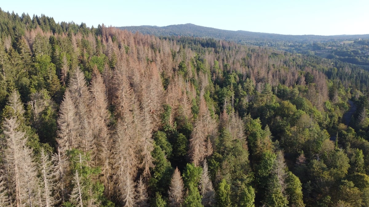 L’Ain fait partie des principaux départements touchés en Auvergne-Rhône-Alpes par l’avancée de l’épidémie de scolytes, qui s’attaque aux bois déjà fragilisés, notamment par la sécheresse.