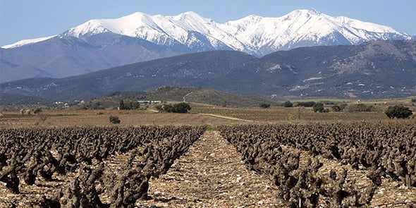 Vignes dans les Pyrénées-Orientales