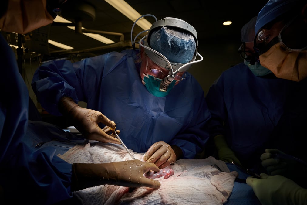 Etats-unis: succes d'un essai de transplantation du rein d'un porc a un humain
