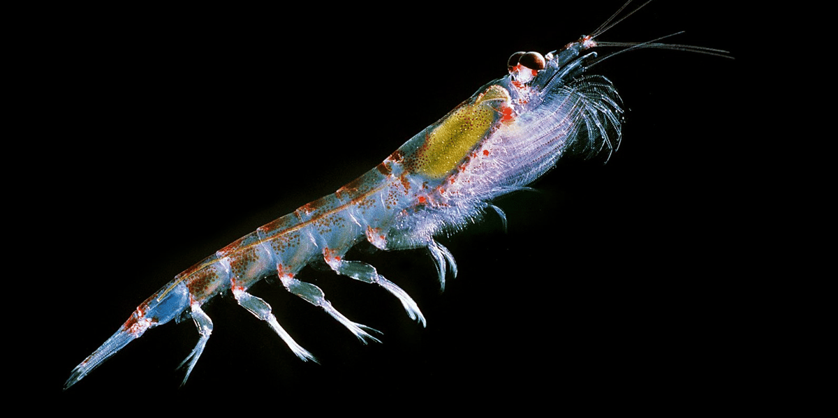 Krill