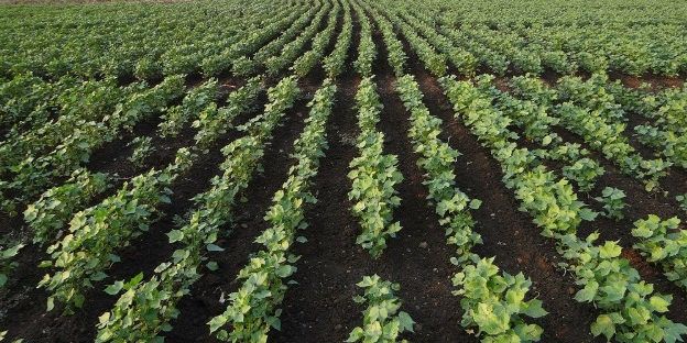 Coton bt agriculture OGM