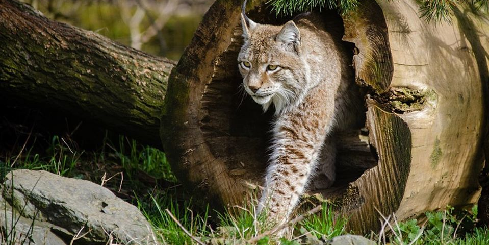 Les animaux seront installés dans 4 zones reconstituant des environnements naturels de l'extrême-orient russe, du Pérou, du Niger et de Birmanie