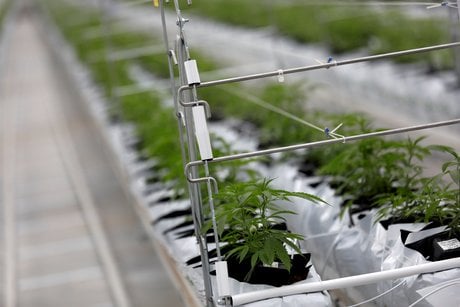 La ruee sur le cannabis se poursuit a wall street