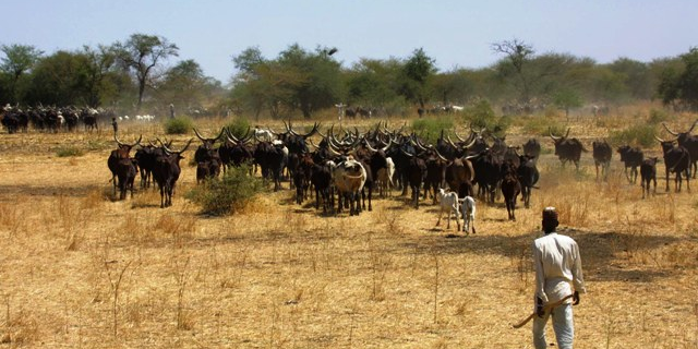 élevage Cameroun pastoralisme