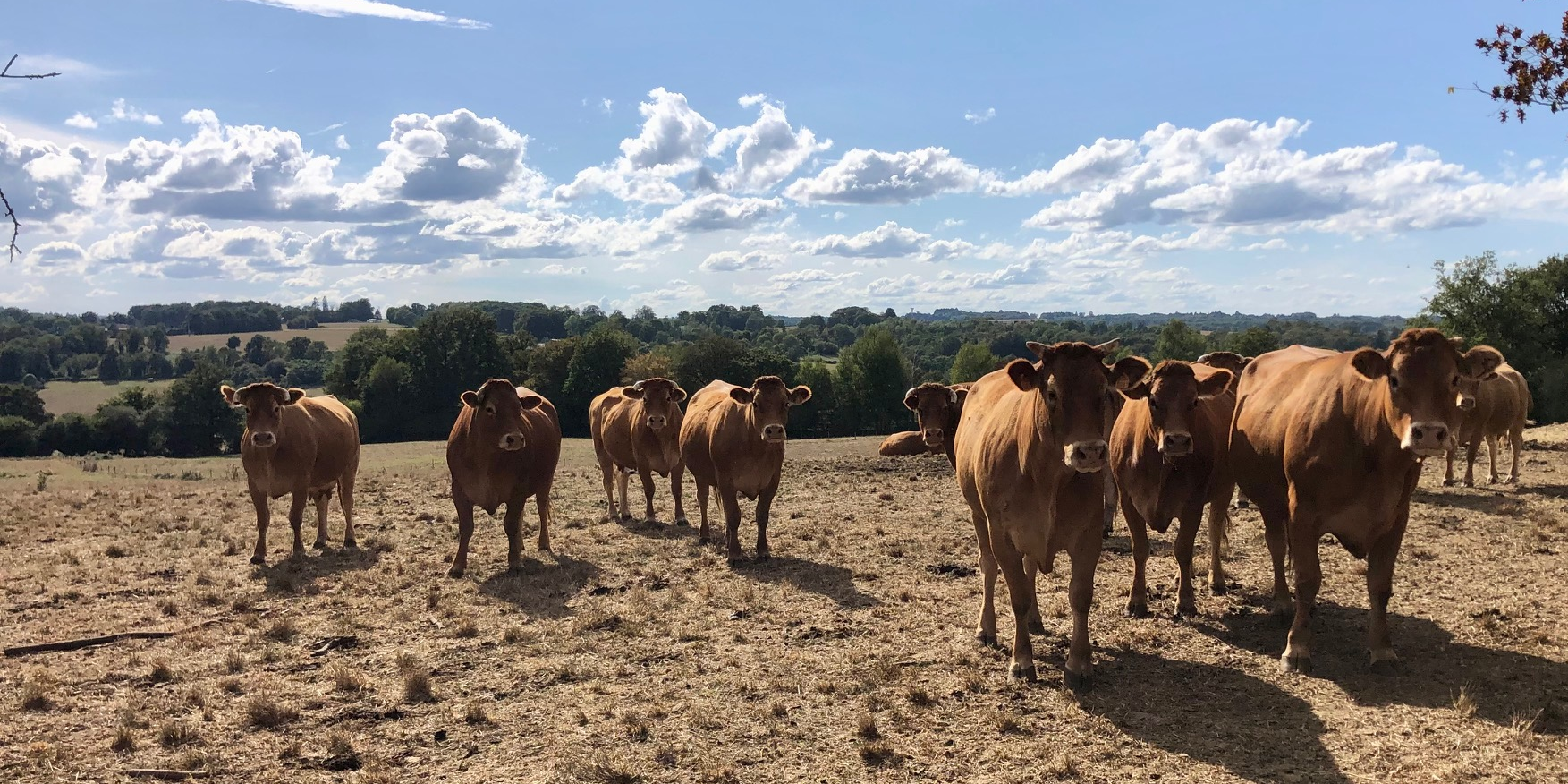 Le volume de production de viande bovine diminue de 8 % en Nouvelle-Aquitaine en 2023.