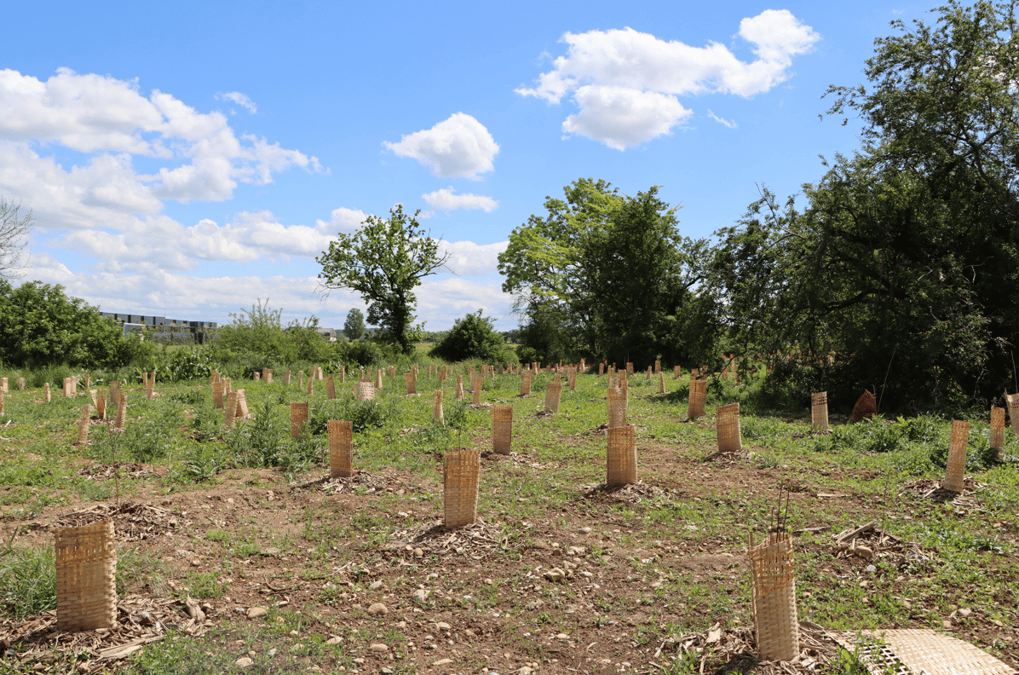 La Métropole de Lyon a commencé à reboiser 30 hectares d'espaces sur les 100 hectares de son objectif 2026. Avec, dans certains projets, un défi : comment reboiser d'anciennes zones industrielles artificialisées ?