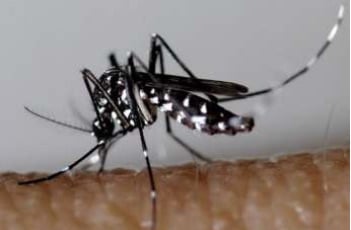 Une étude internationale révèle l'augmentation massive du coût économique mondial associé à deux espèces invasives de moustiques, dont le moustique tigre (photo).