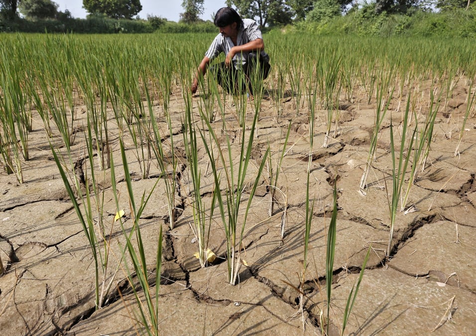 Une rizière asséchée en Inde. (photo d'illustration)