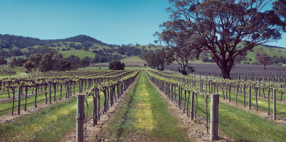 viticulture, vigne, vin